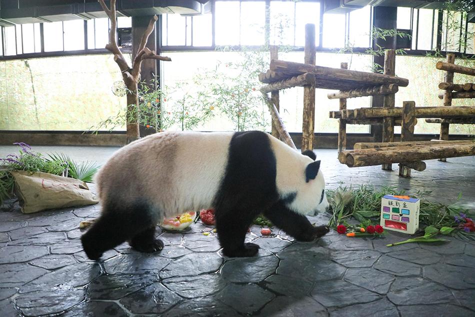 上海野生動物園的地理位置及其魅力，『上海野生動物園，揭秘地理位置與獨特魅力』